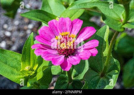 zinnia (Zinnia elegans) - Davie, Floride, États-Unis Banque D'Images