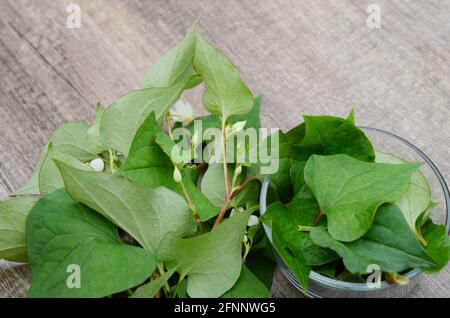 Poisson menthe Houttuynia feuilles de cordata Banque D'Images