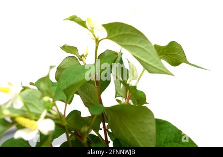 Les branches de légumes de la Houttuynia cordata Banque D'Images