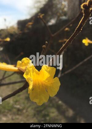 fleur lapacho jaune. Handroanthus chrysotrichus Banque D'Images