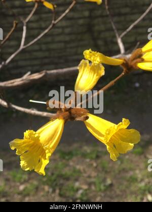 fleur lapacho jaune. Handroanthus chrysotrichus Banque D'Images