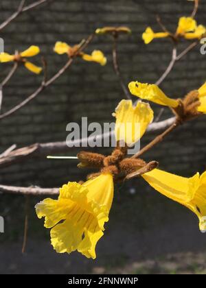 fleur lapacho jaune. Handroanthus chrysotrichus Banque D'Images