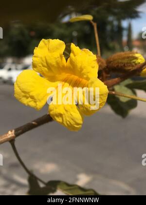 fleur lapacho jaune. Handroanthus chrysotrichus Banque D'Images