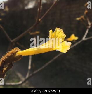 fleur lapacho jaune. Handroanthus chrysotrichus Banque D'Images