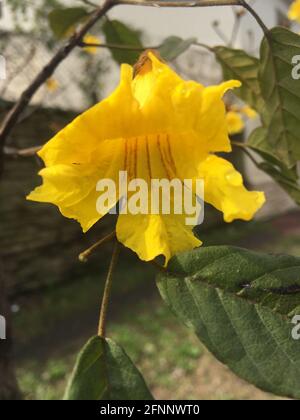 fleur lapacho jaune. Handroanthus chrysotrichus Banque D'Images