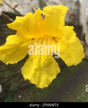 fleur lapacho jaune. Handroanthus chrysotrichus Banque D'Images