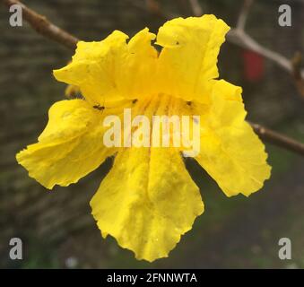 fleur lapacho jaune. Handroanthus chrysotrichus Banque D'Images