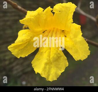 fleur lapacho jaune. Handroanthus chrysotrichus Banque D'Images