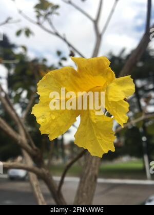 fleur lapacho jaune. Handroanthus chrysotrichus Banque D'Images