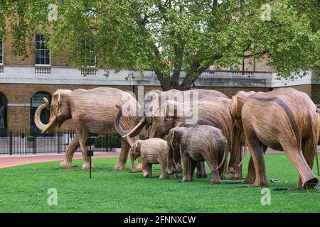 Londres, Royaume-Uni. 18 mai 2021. Les éléphants de coexistence visitent Duke of York Square, Chelsea. Un troupeau d'éléphants artisanaux de Lantana camara fait partie de la campagne de coexistence pour montrer l'effet de l'empiètement humain sur les espaces sauvages. Les éléphants migrent à travers Chelsea entre le 17 mai et le 6 juin 2021. Crédit : Peter Hogan/Alay Live News Banque D'Images