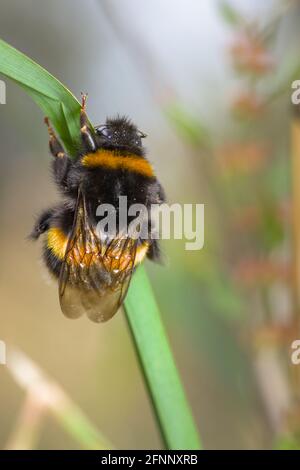 Queen White-queue Bumblebee, Bombus lucorum, reposant sur UN Blade of Grass UK Banque D'Images