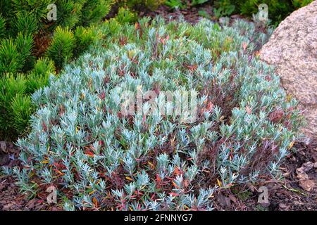 Herbe de romarin dans le jardin. Nature arôme sain, cuisine. Ingrédients alimentaires. Épices aromatiques poussent en extérieur. Banque D'Images