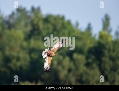 Buzzard ( Buteo buteo) avec ailes étalées volantes au-dessus des arbres et des prairies Banque D'Images