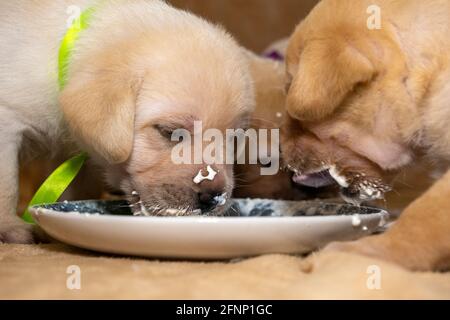 Les chiots du Labrador apprennent à manger Banque D'Images