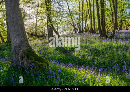 Bois près de la colline de Scaynes avec le sol couvert de cloches de bleuets et le soleil tôt le matin traversant des branches. West Sussex, Angleterre. Banque D'Images