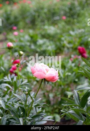 Les pivoines roses fleurissent dans le jardin fleuri Banque D'Images