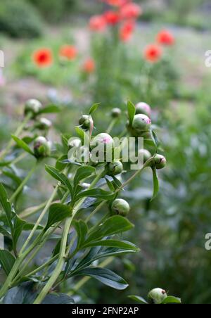Boutons de fleurs de pivoine rose dans le jardin de fleurs Banque D'Images