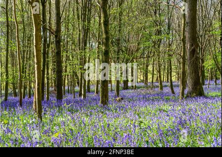 La lumière du matin se diffuse dans les bois avec de jeunes arbres et le sol recouvert de cloches. Walstead, West Sussex, Angleterre. Banque D'Images