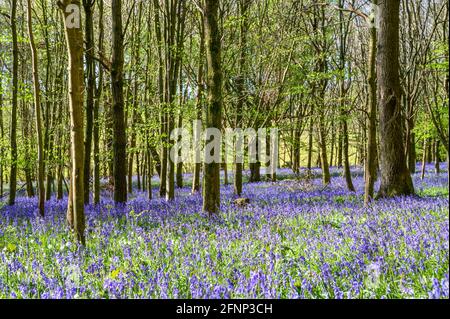 La lumière du matin se diffuse dans les bois avec de jeunes arbres et le sol recouvert de cloches. Walstead, West Sussex, Angleterre. Banque D'Images