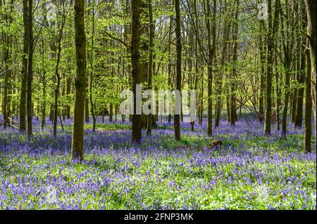 La lumière du matin se diffuse dans les bois avec de jeunes arbres et le sol recouvert de cloches. Walstead, West Sussex, Angleterre. Banque D'Images