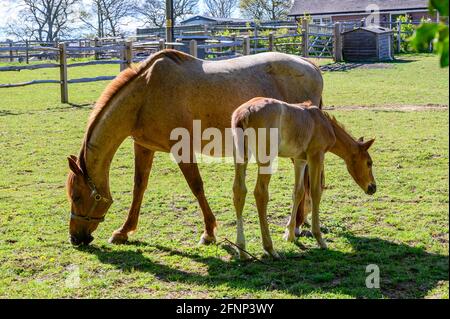 Mare paître avec des foal dans une enceinte de pâturage à la ferme Walstead Stud près de Haywards Heath, West Sussex, Angleterre. Banque D'Images