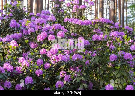Rhododendron violet, fleur luxuriante dans la pépinière de rhododendrons. Banque D'Images