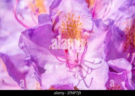 Rhododendron violet, fleur luxuriante dans la pépinière de rhododendrons. Banque D'Images