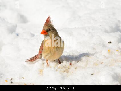 Belle femme cardinal du Nord sur la neige, à la recherche de graines à manger, un jour d'hiver ensoleillé; avec espace de copie Banque D'Images