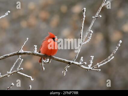 A gonflé l'homme Northern Cardinal assis sur une glace couverte branche d'arbre par une journée froide d'hiver Banque D'Images