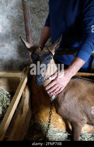 Agriculteur qui a bougé une chèvre dans son écurie du village de Kosorch, au Monténégro Banque D'Images