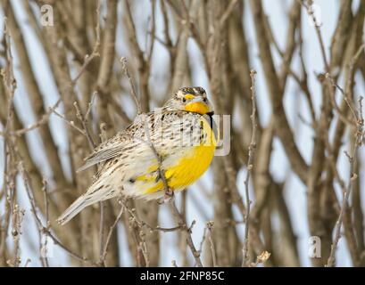 Audacieuse Western Meadowlark perchée dans une brousse par une journée froide, enneigée, d'hiver Banque D'Images