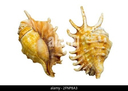 Des conques d'araignées millipedes (Lambis millepeda), des escargots marins, des mollusques de gastropodes marins indigènes de l'océan Indien au large de Madagascar et du sud-ouest de l'océan Pacifique Banque D'Images