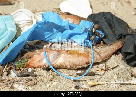 Poisson marin mort manger alcaline pile jetée sur un débris habitat marin pollué, contamination de la nature Banque D'Images