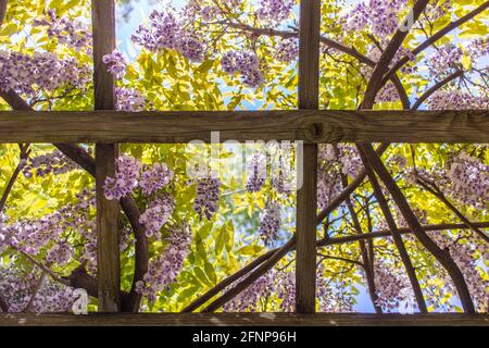 Lilas du jardin Photo Stock - Alamy