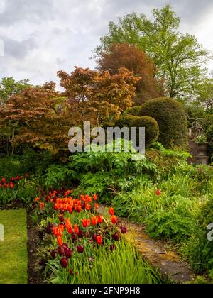 Chenies Manor Sunken Garden en mai avec des variétés colorées de tulipes orange, pourpre et rouge en fleur. Banque D'Images