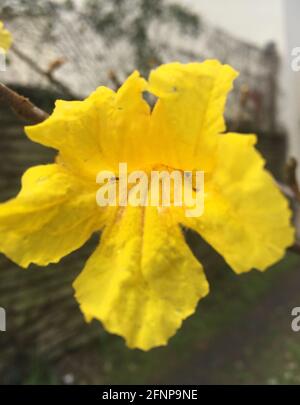 fleur lapacho jaune. Handroanthus chrysotrichus Banque D'Images