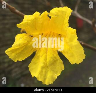 fleur lapacho jaune. Handroanthus chrysotrichus Banque D'Images