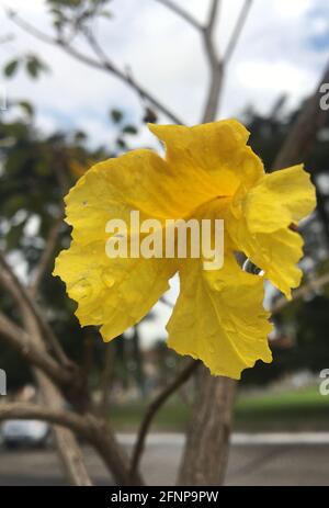 fleur lapacho jaune. Handroanthus chrysotrichus Banque D'Images