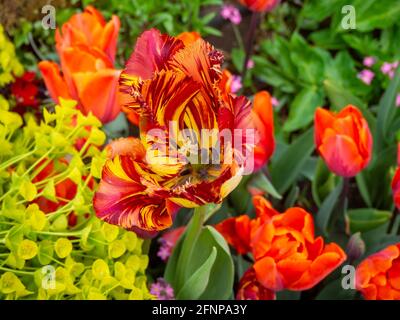 La couleur de la tulipe orange, rouge et jaune à Chenies avec euphorbia vert acide.coin du jardin en contrebas. Tulipa 'Hermitage', Tulipa 'Bastia'. Banque D'Images