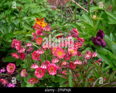 Pink Geum 'Bell Bank', au Chenies Manor. Jolies fleurs doubles à volants. Banque D'Images