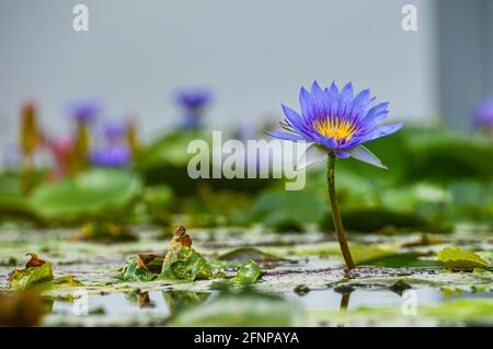 Nénuphars tropicaux violets, fleurs sur des blocs d'eau verts dans un étang naturel avec des fleurs débordant à travers la surface. Banque D'Images