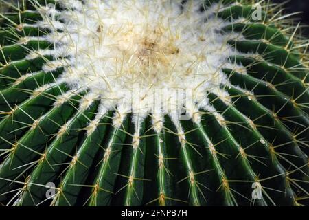 Les aiguilles de cactus Banque D'Images