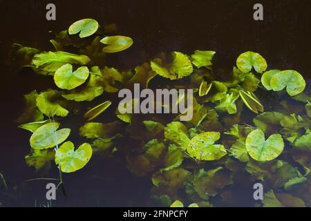 Feuilles de nénuphars jaunes au printemps, certaines flottent à la surface de l'étang, d'autres émergent dans l'eau sombre Banque D'Images