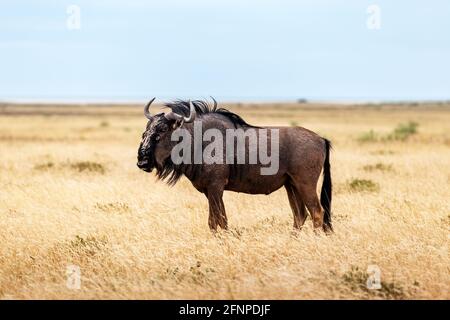 Grande antilope africaine GNU marchant dans l'herbe jaune sèche Banque D'Images