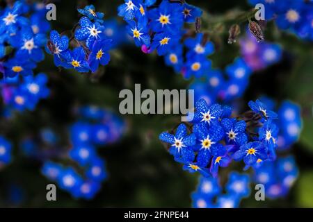 Photo sélective des fleurs alpines oubliées-me-pas Banque D'Images