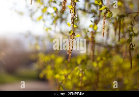 Belle vue ensoleillée sur les branches de bouleau. Bourgeons et vert vif, les petites feuilles prospèrent. Fleur décorative de bouleau - de longs, minces chatons pendent sur la branche d'arbre Banque D'Images