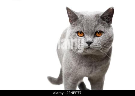 beau bleu britannique shorthair chat avec les yeux orange regardant timide sur fond blanc Banque D'Images