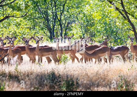 Un troupeau d'impala à face noire Banque D'Images