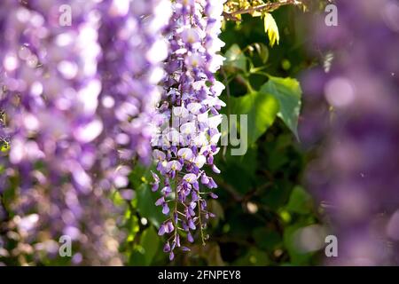 Belle fleur de wisteria, closeup.traditionnelle fleur japonaise.fleurs pourpre avec feuilles vertes sur le fond.Spring florale. Banque D'Images