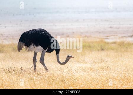 Autruche debout sur l'herbe jaune sèche de la savane africaine Banque D'Images